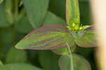 Mountain St. Johnswort